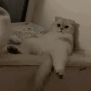 jiZZ大全东北妓女
